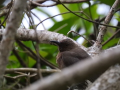Myzomela obscura