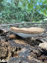 Ganoderma applanatum
