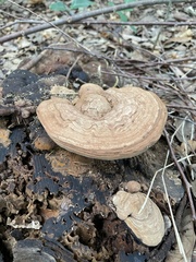 Ganoderma applanatum