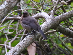 Myzomela obscura