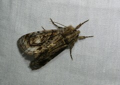 Zalissa catocalina