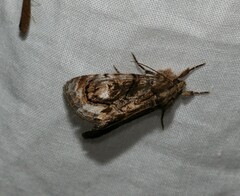 Zalissa catocalina