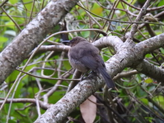 Myzomela obscura