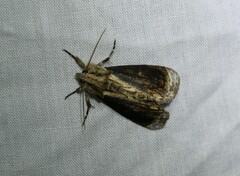 Zalissa catocalina