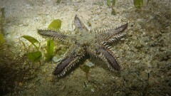 Astropecten polyacanthus