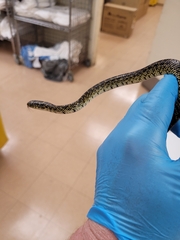 Lampropeltis holbrooki