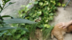 Ischiodon scutellaris