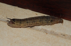 Hippotion celerio