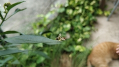 Ischiodon scutellaris