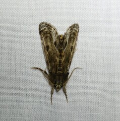 Zalissa catocalina