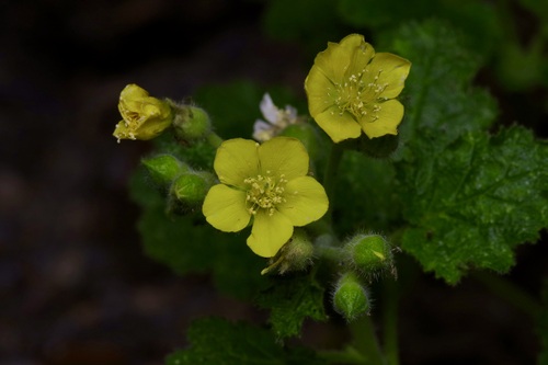 Lobed-leaf stingbush (Eucnide lobata)
