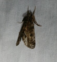 Zalissa catocalina
