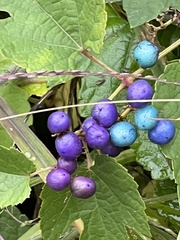 Ampelopsis glandulosa