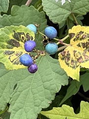 Ampelopsis glandulosa