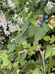 Ampelopsis glandulosa