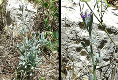 Matthiola incana melitensis