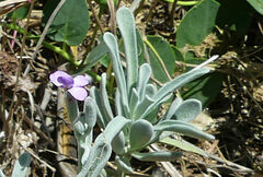 Matthiola incana melitensis