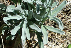 Matthiola incana melitensis