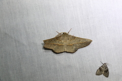 Antictenia punctunculus