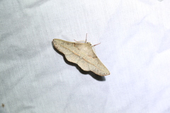 Antictenia punctunculus