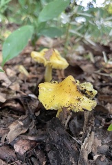 Hygrocybe acutoconica