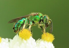 Augochloropsis viridula