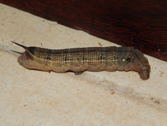 Hippotion celerio