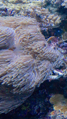 Heteractis magnifica