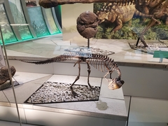 Pachycephalosauridae