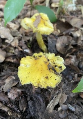 Hygrocybe acutoconica