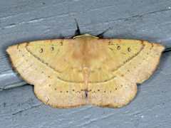 Anthela acuta