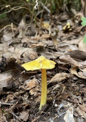 Hygrocybe acutoconica