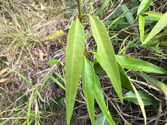 Parsonsia eucalyptophylla