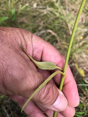 Parsonsia eucalyptophylla