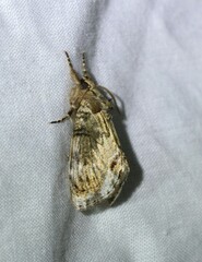 Zalissa catocalina