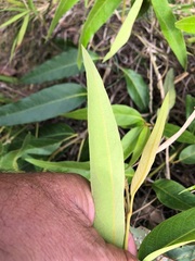 Parsonsia eucalyptophylla