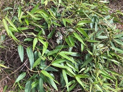 Parsonsia eucalyptophylla
