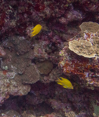 Amblyglyphidodon aureus