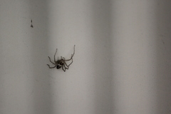 Oxyopes gracilipes
