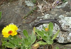 Oligosoma polychroma