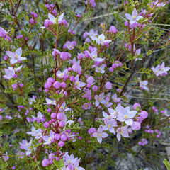 Boronia microphylla