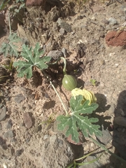 Cucurbita cordata