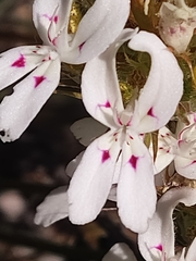 Stylidium crossocephalum