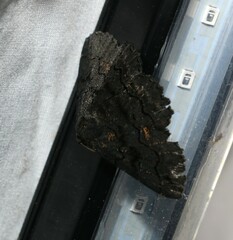 Melanodes anthracitaria