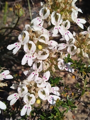 Stylidium crossocephalum