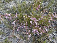 Boronia microphylla