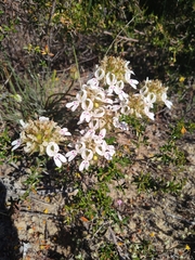 Stylidium crossocephalum