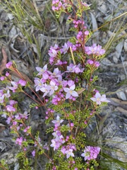Boronia microphylla