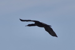 Phalacrocorax capensis