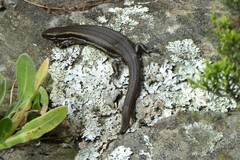 Oligosoma polychroma